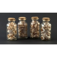 Amicasa conchiglie big (conf. da 12 pz.) barattolo amicasa art 2 conchiglie big assortit Casalinghi cucina Casa & cucina