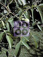 Msa Juglans Regia 50 Ml