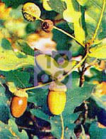 Msa Quercus Peduncol 50 Ml