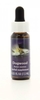 Dogwood - Essenze Californiane