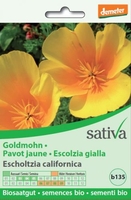 Escolzia Gialla - b135