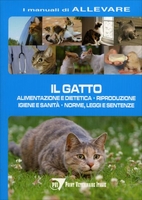 Il Gatto