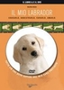 Il Mio Labrador