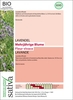 Lavanda - b545