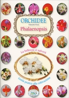 Orchidee Phalaenopsis