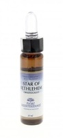 Star of Bethlehem - Fiori Mediterranei