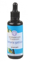 Tamarix Gallica - Germoderivato Floripotenziato - Giovani Getti